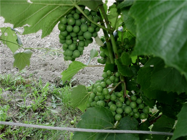 grožđe